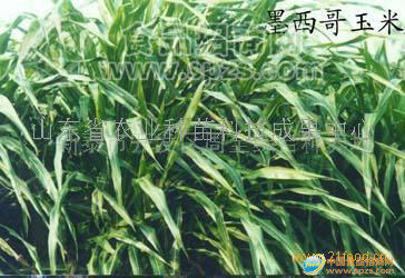 供应墨西哥玉米草种子
