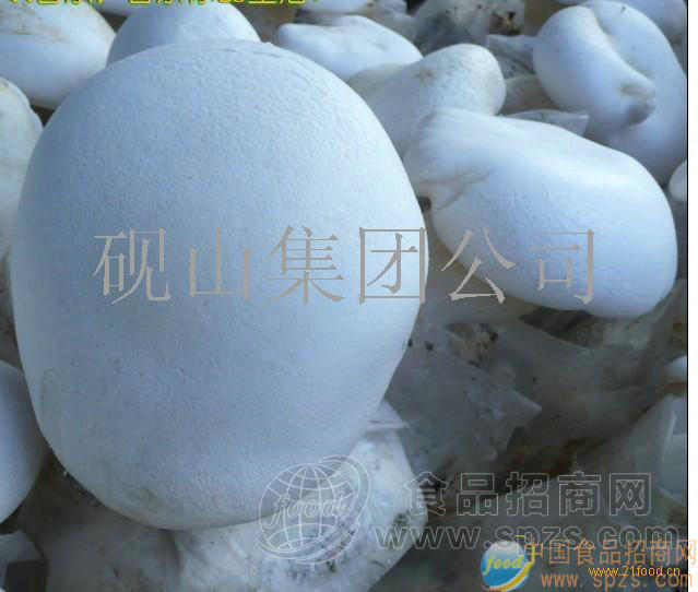 供应有机阿魏菇