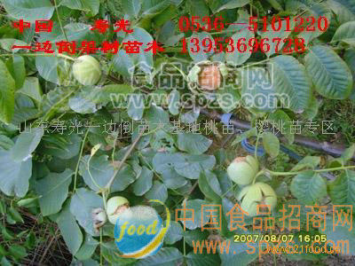 薄殼核桃苗
