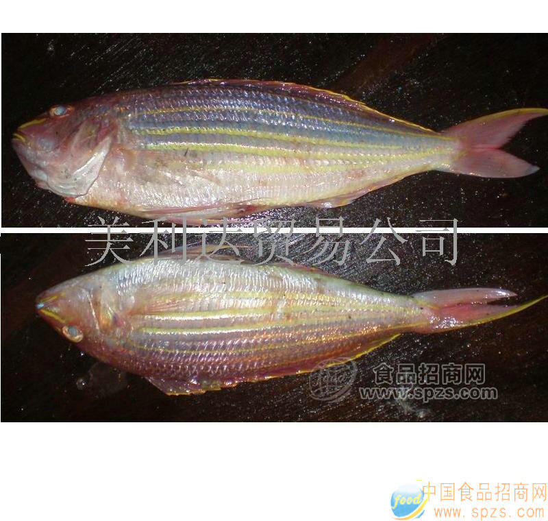 供應(yīng)紅衫魚