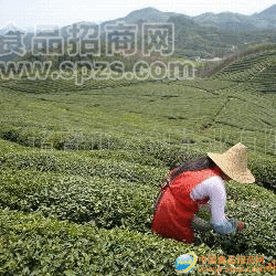 供應(yīng)茶葉（高山有機(jī)綠茶）(圖)