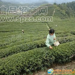 有機(jī)綠茶(高山茶)(圖)