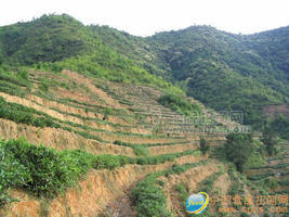 綠茶，烏龍茶附產(chǎn)品