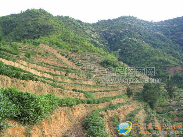 供應速溶茶原料