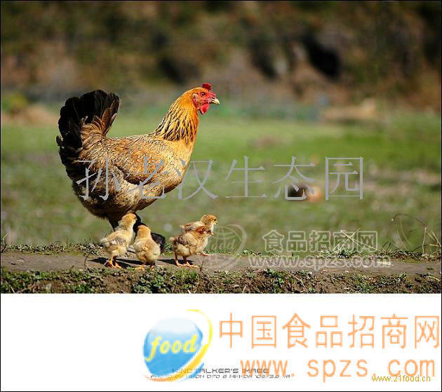 生态散养草鸡蛋