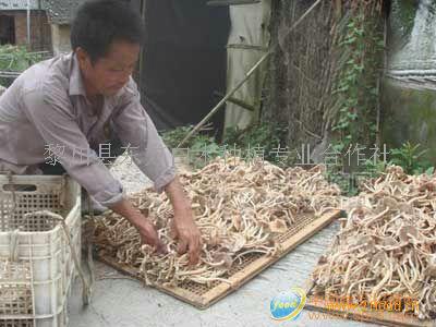 优质茶树菇 茶菇