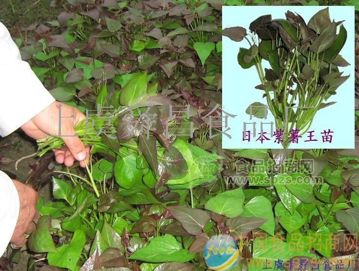 供应紫薯王种苗
