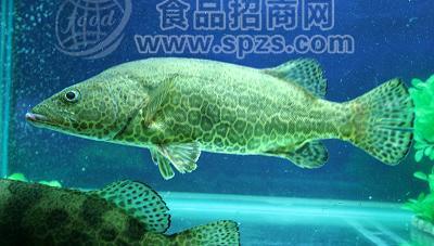 斑鱖魚