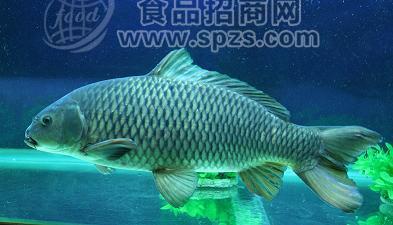 黑鯉魚