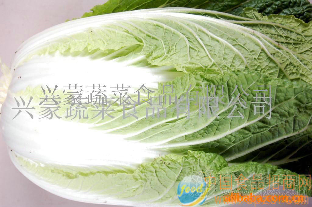 新鲜大白菜