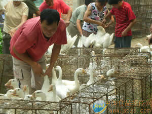 成鹅，活鹅(80日龄)