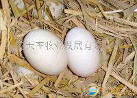 农家土鸭蛋