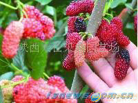 桑葚/速冻桑葚/果桑