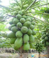 海南各種熱帶水果