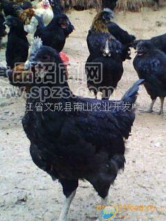 绿壳蛋鸡种鸡