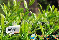 武夷岩茶（金罗汉）
