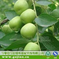 2012年鲜枣 鲜枣代办 宁夏枣园鲜枣出售