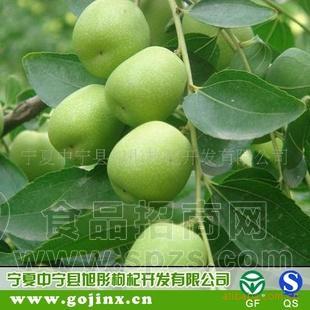宁夏 鲜枣 红枣鲜枣 宁夏特产 西北鲜枣 已经上市