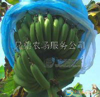 大量無公害香蕉
