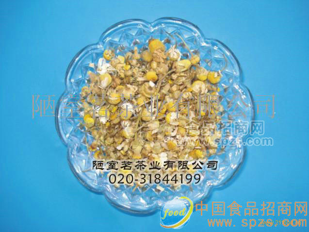 进口洋甘菊