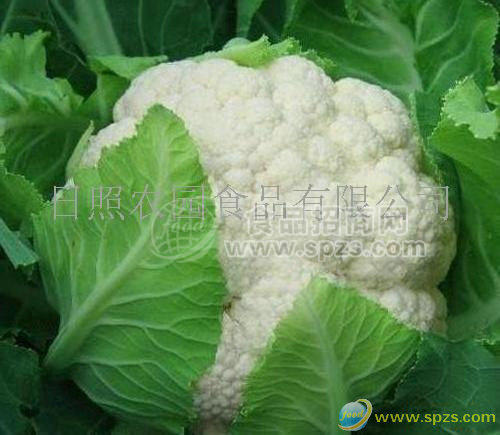 供应保鲜白花菜