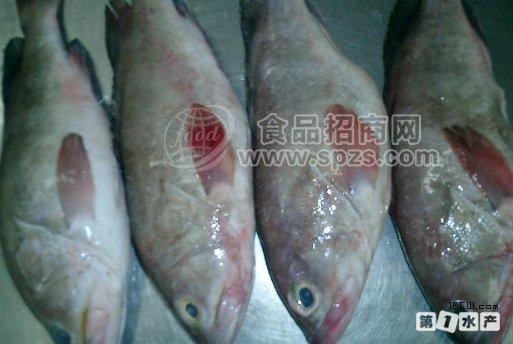 批發(fā)印度V牌石斑魚(yú),印度紅花牌紅石斑,鲅魚(yú)