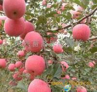 沂蒙山红富士苹果