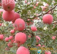 沂蒙山红富士苹果
