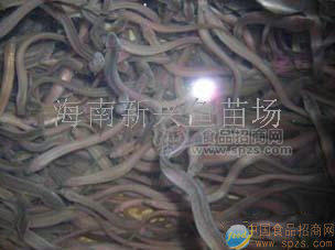 海南花鰻鱺魚(yú)苗