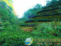 福建省安溪县芦茗茶叶