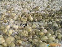 鹽漬雙苞菇 Saline double-shell mushroom