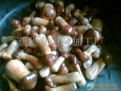 球盖菇