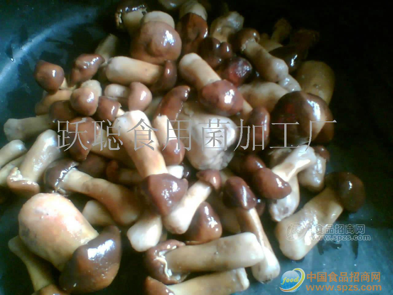球盖菇