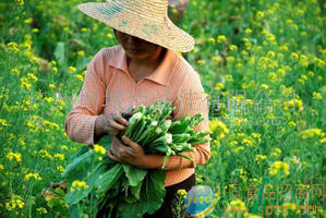 增城遲菜心（高腳菜心）