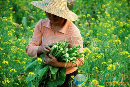 增城遲菜心（高腳菜心）