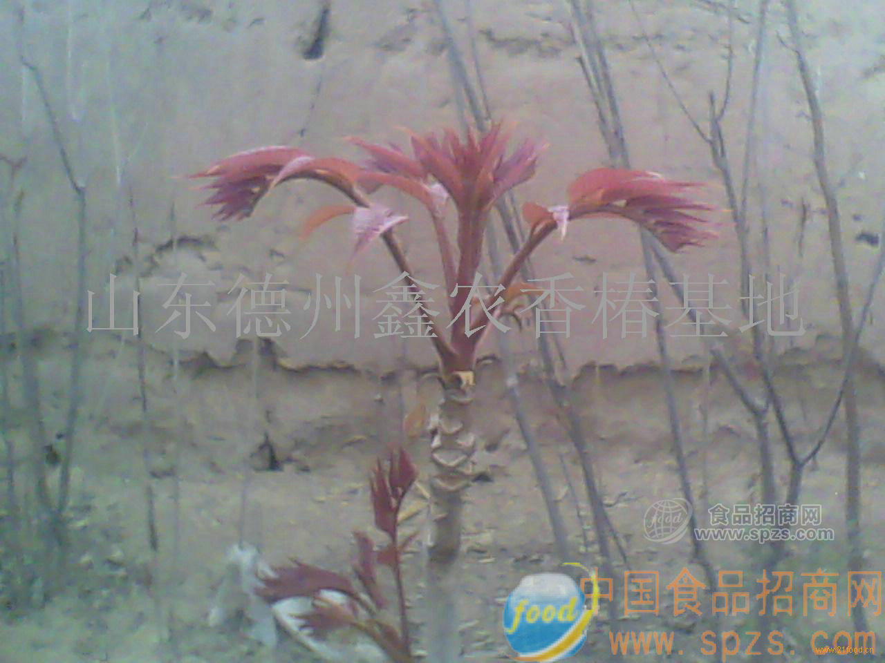 紅油香椿樹(shù)苗