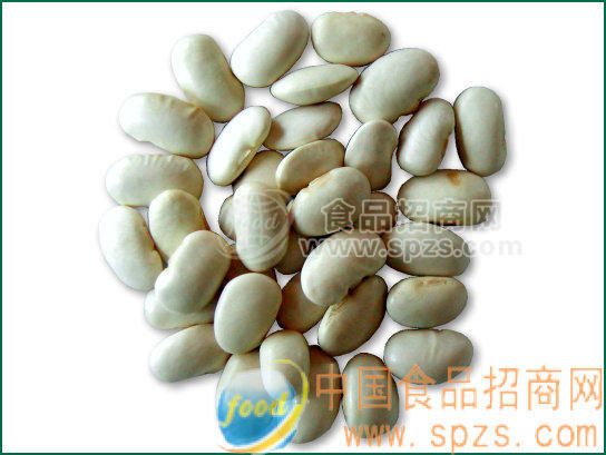 供應(yīng)白蕓豆提取物White Kidney Bean Extract