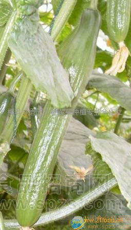 荷兰小黄瓜