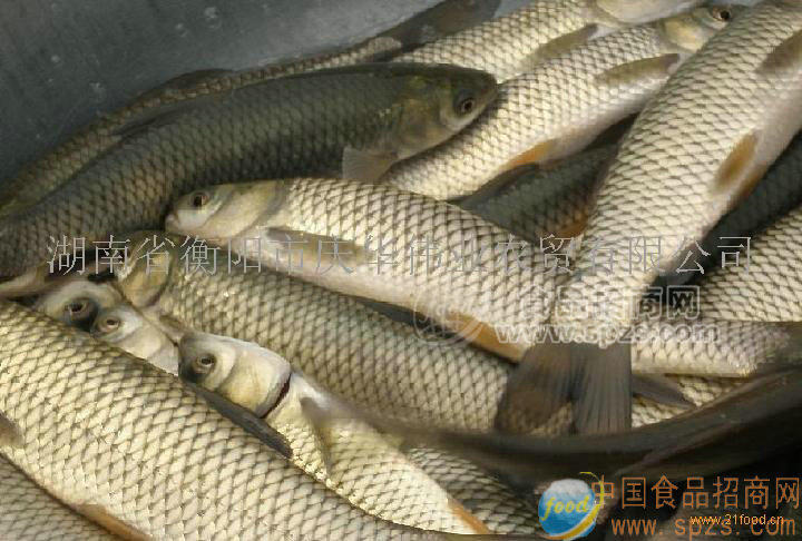 供應(yīng)草魚