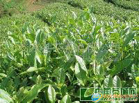 半山村二级春茶铁观音