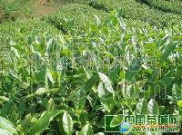 半山村二级春茶铁观音
