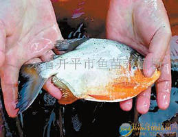 淡水白鲳鱼苗