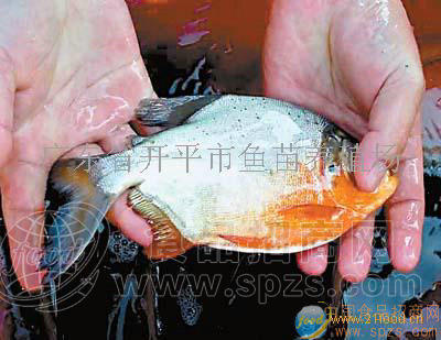 淡水白鲳鱼苗