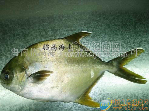 海南深海無公害金鯧魚