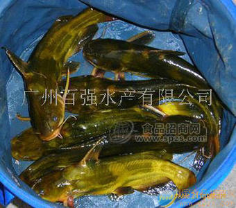 優(yōu)質魚苗