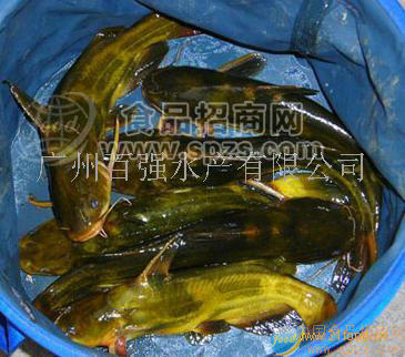 優(yōu)質(zhì)魚苗