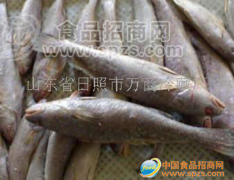 供應(yīng)鳘魚