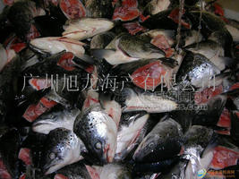 凍三文魚(yú)頭