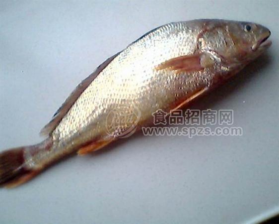 供應(yīng)臺(tái)灣進(jìn)口花公魚(yú)