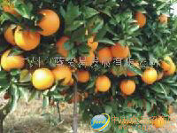 供应脐橙(礼盒)